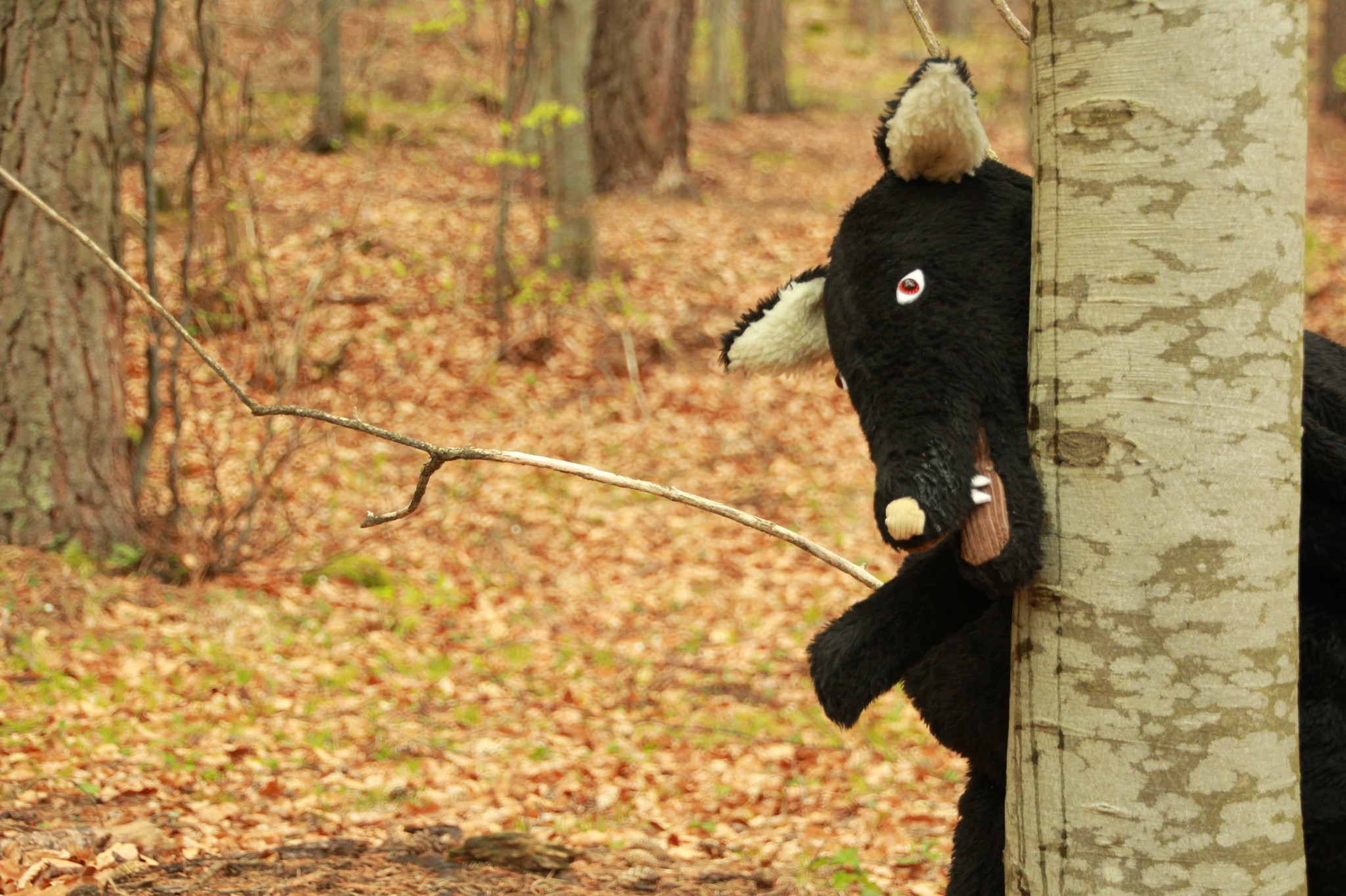 expedient panxa plena expedient panxa plena