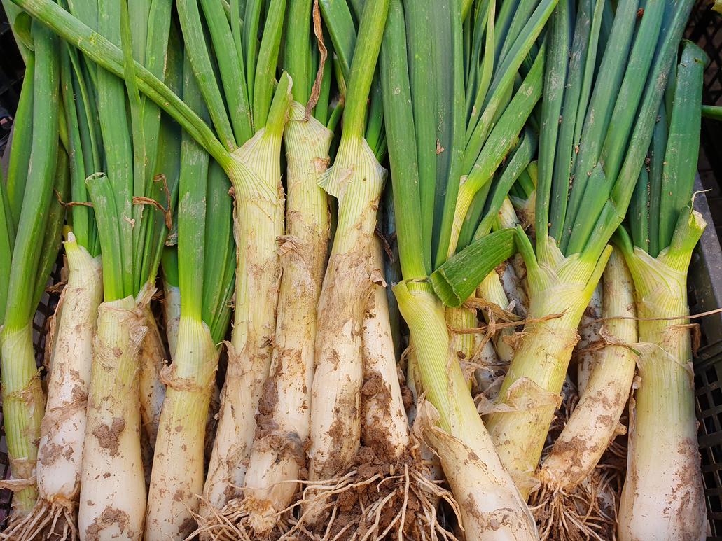 Foto mercat_Calçots