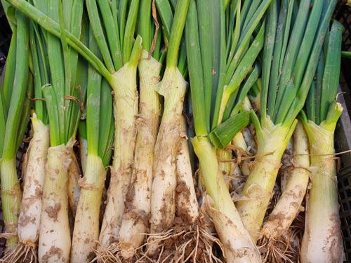 Foto mercat_Calçots