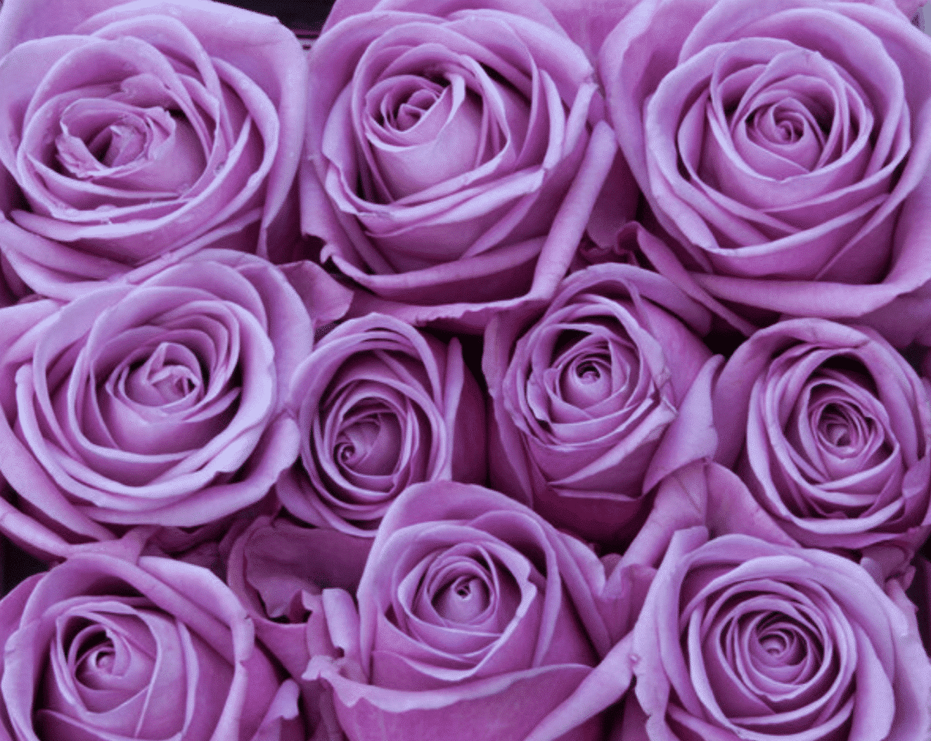 rosa lila