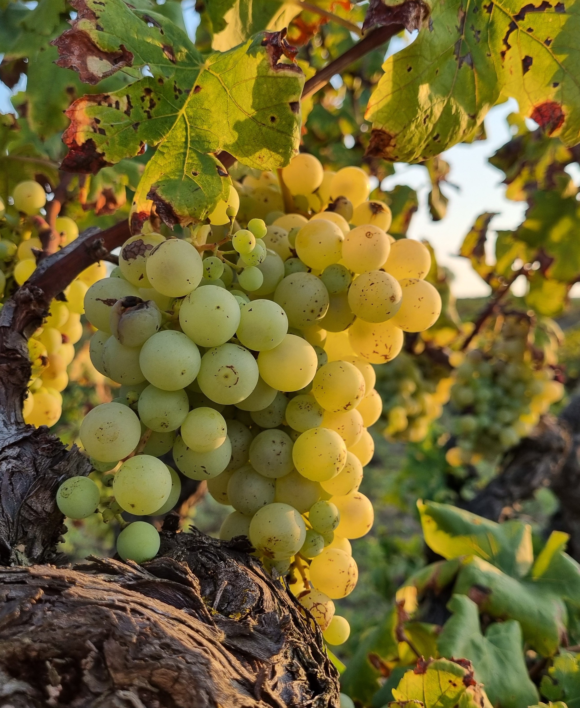 Edici� g�nica i vinya