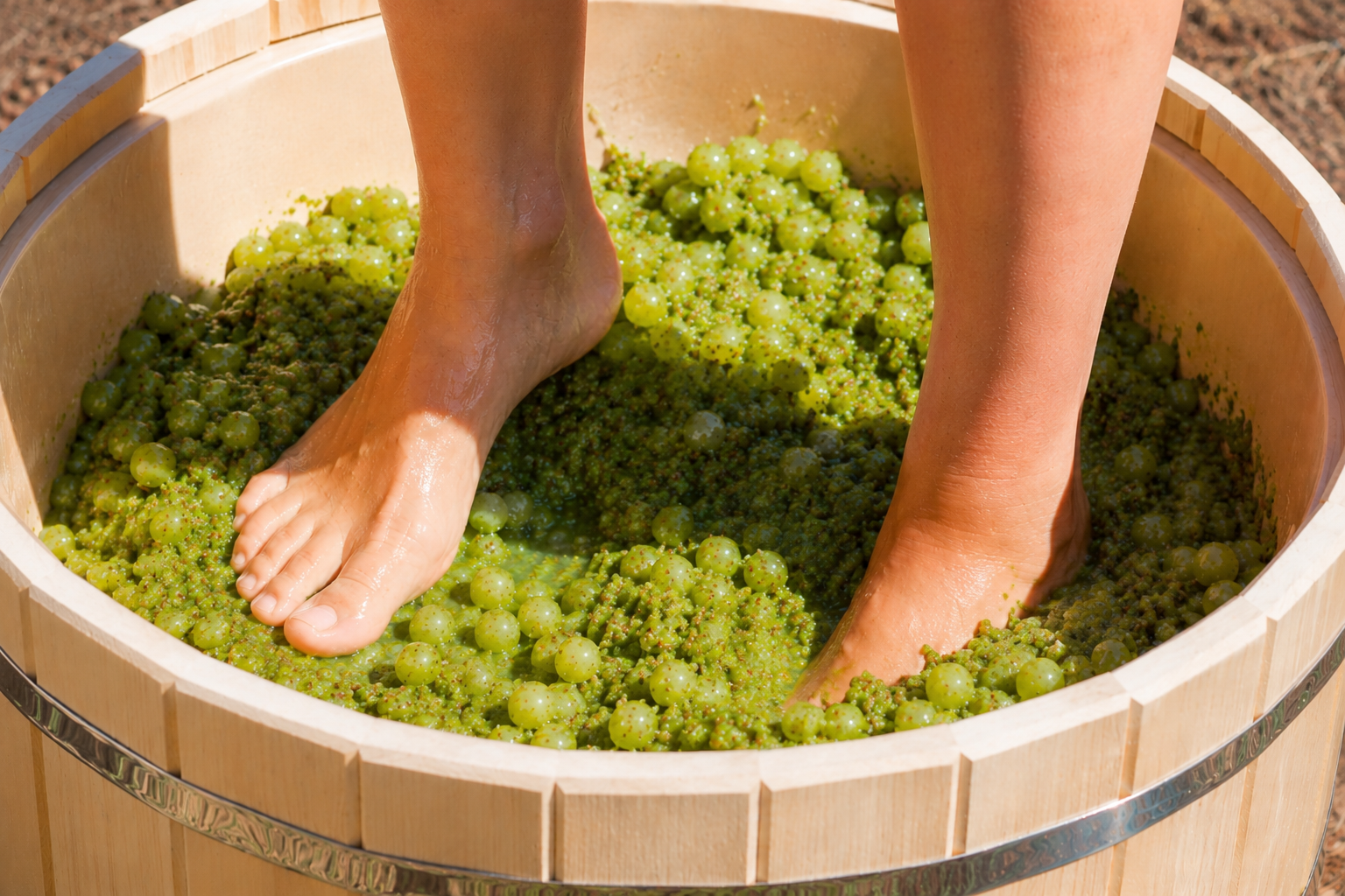 La verema del cava